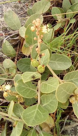 Croton lanatus.jpg