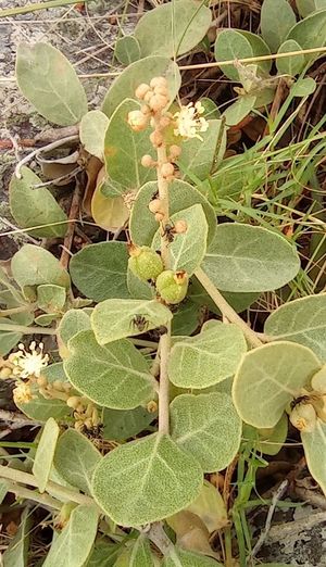 Croton lanatus.jpg
