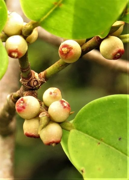 Archivo:Ficus microsyce 1.jpg