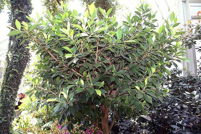 Archivo:Ficus thonningii.jpg