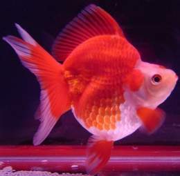 Goldfish Ryukin.jpg