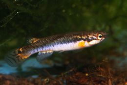 Melanorivulus crixa1.jpeg