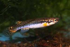 Melanorivulus crixa1.jpeg