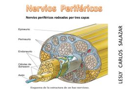 Nervios-perifericos-1-638.jpg