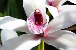 Orquidea-cymbidium.jpg
