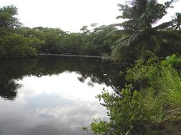 Río Cibuco.jpg