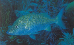 Ronco margariteño.JPG