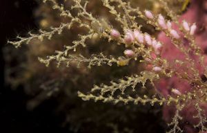 Sertularella mediterranea.jpg
