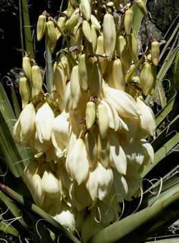 Yucca baccata1 lg.jpg