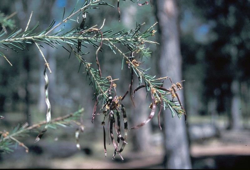 Archivo:Acacia gittinsii 3.jpg