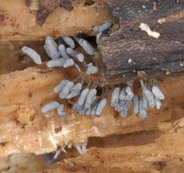 Arcyriacinerea.jpg
