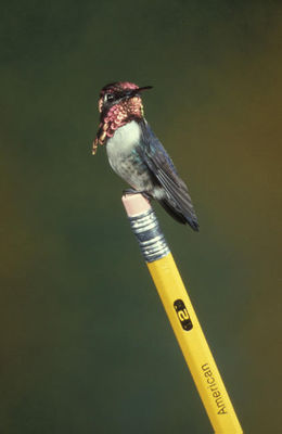 Colibrí abeja.jpg