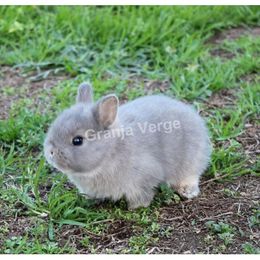 Conejo-enano-netherland-dwarf-con-gen-de-enanismo.jpg
