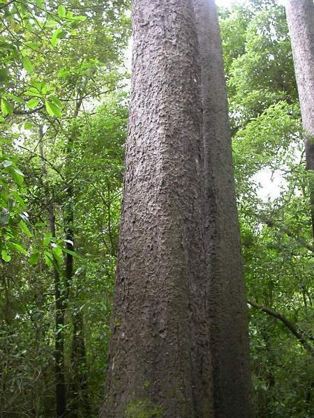 Archivo:Dacrycarpus dacrydioides tronco.jpg
