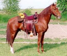Fox Trotter de Missouri.jpg