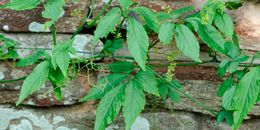Gynostemma-pentaphyllum-1.jpg