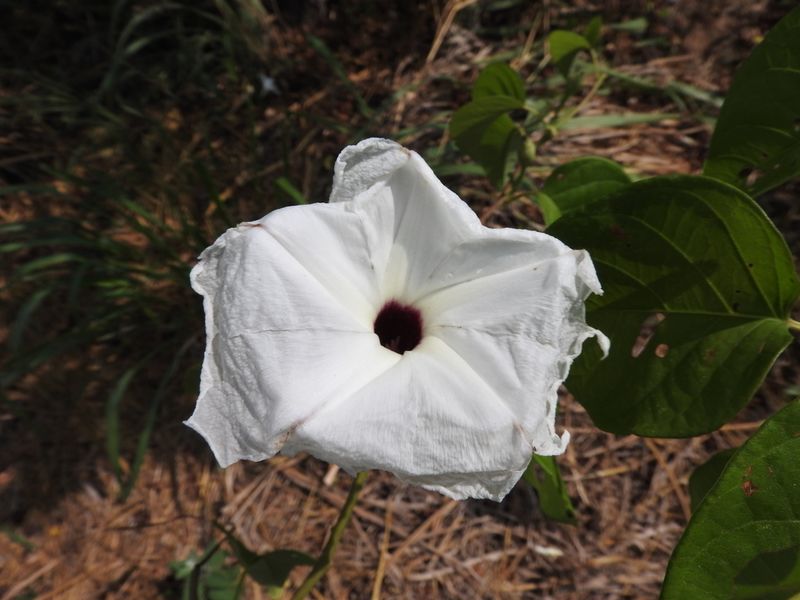 Archivo:Ipomoea populina.jpeg