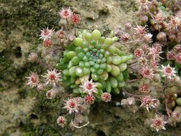Monanthes wildpretii.jpg