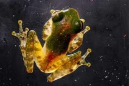 Rhacophorus kajau.jpg