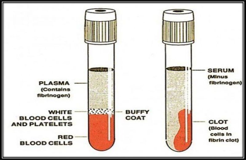 Archivo:Suero.jpg