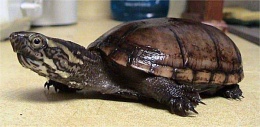 Tortuga de cienaga comun.jpeg