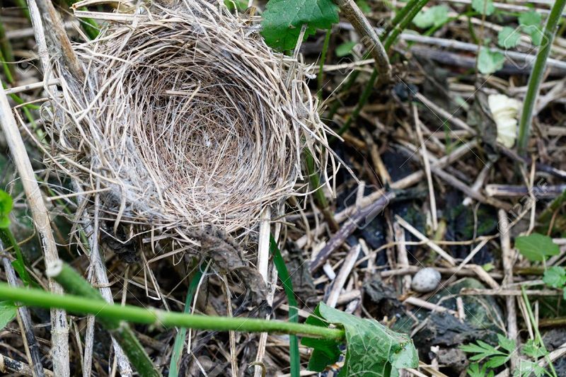 Archivo:90753744-acrocephalus-palustris-el-nido-de-marsh-warbler-en-la-naturaleza-cuco-común-cuculus-canorus-rusia-la-reg.jpg