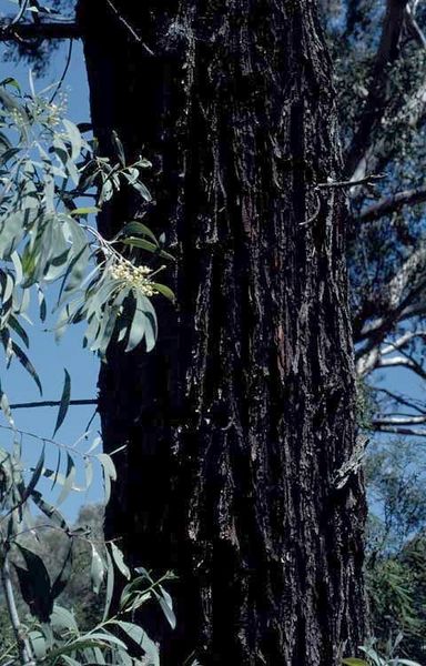 Archivo:Acacia falciformis 6.jpg