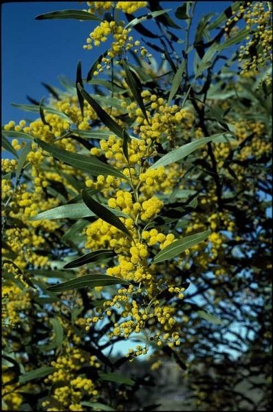 Archivo:Acacia macradenia 3.jpg