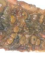 Botones intestino - peste porcina clasica 1.jpg