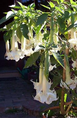 Brugmansia x candida.jpeg