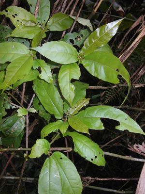 Croton humbertii.jpg