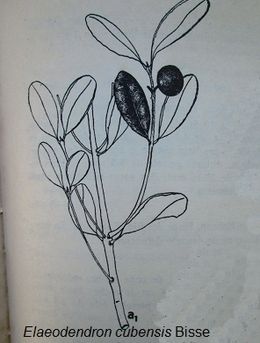 Elaeodendron cubensis.jpg
