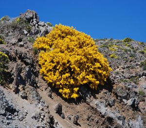 Genista 11.jpg