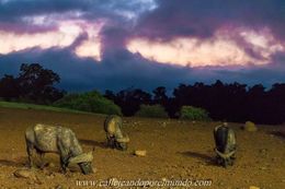 Parque Nacional del lago Nakuru.jpg