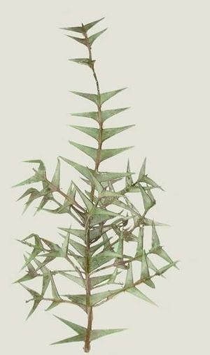 Phyllacanthus grisebachianus.jpg