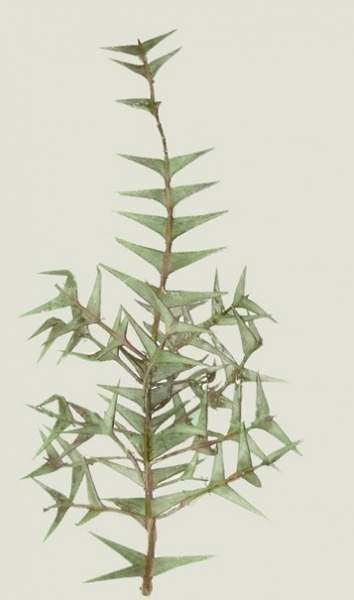 Archivo:Phyllacanthus grisebachianus.jpg