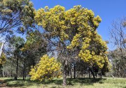 Acacia doratoxylon.jpg