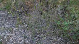 Acacia hispidula.jpg