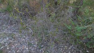 Acacia hispidula.jpg