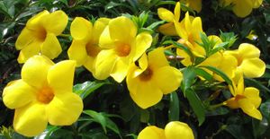 Allamanda cathartica.jpg