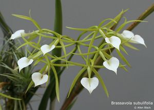 Brassavolacordata.jpg
