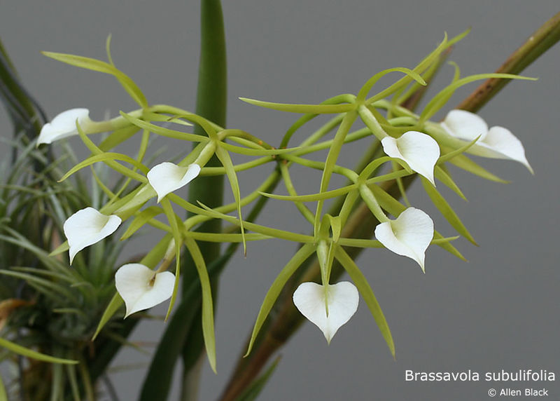 Archivo:Brassavolacordata.jpg