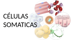 Células somáticas.png