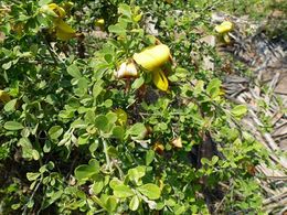 Crotalaria monteiroi.jpg