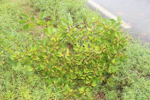 Croton bathianus.jpg