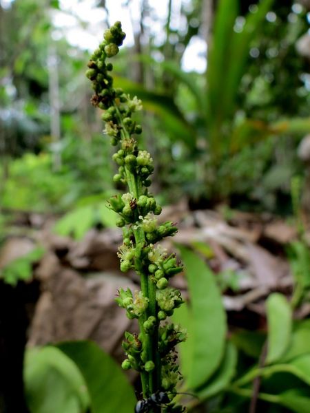 Archivo:Croton choristadenius 3.jpg