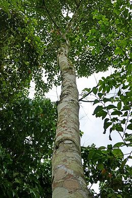 Croton stelluliferus.jpg