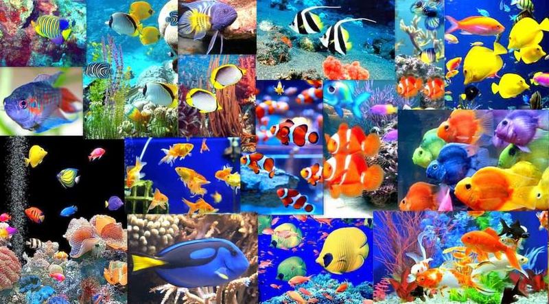 Archivo:Muchos Peces.jpg