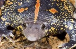 SapoCavadorDetalle.JPG