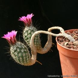 Thelocactus subterraneus 9713 l.jpg